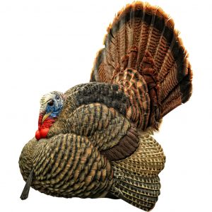 Avian X turkey decoy
